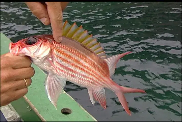 Olho-de-cão (Priacanthus arenatus), o peixe vermelho de olhos grandes dos recifes brasileiros