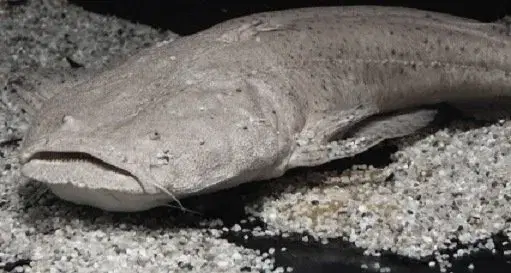 Pacamã (Lophiosilurus alexandri), o bagre achatado endêmico do Rio São Francisco