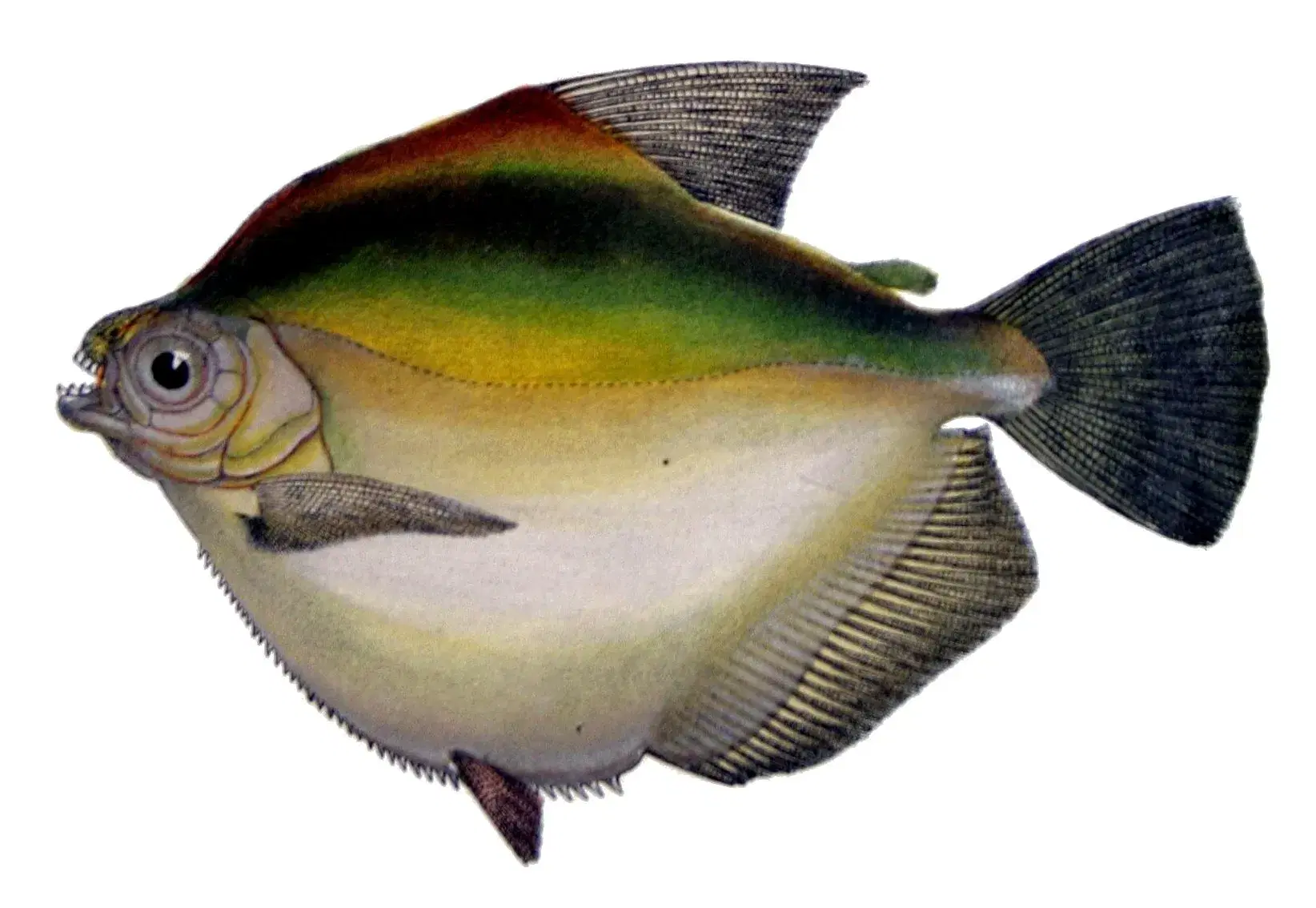 Pacu-Manteiga