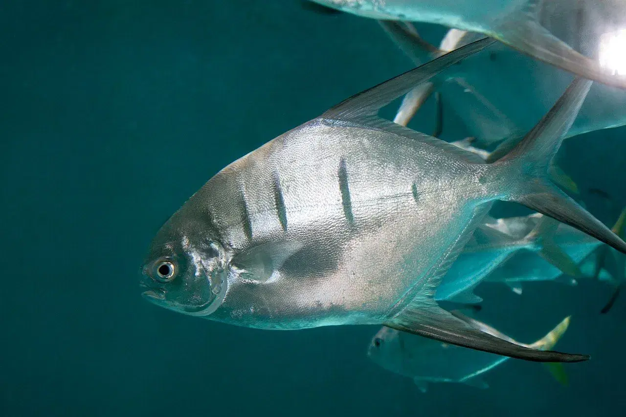 Pampo-espelho (Trachinotus goodei) com coloração prateada intensa