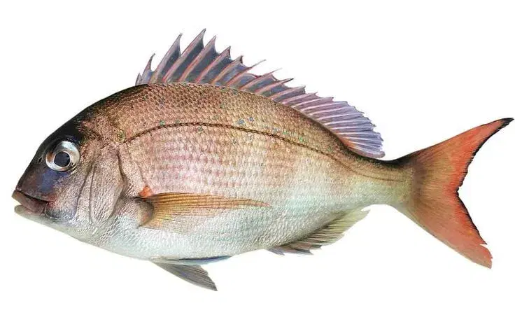 Pargo (Lutjanus purpureus) - peixe de recife de coloração avermelhada com corpo robusto e cabeça grande