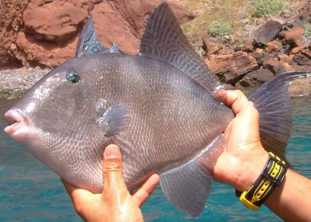 Peroá (Balistes capriscus), o peixe-porco popular na pesca do Sudeste brasileiro