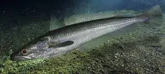 Pescada-branca