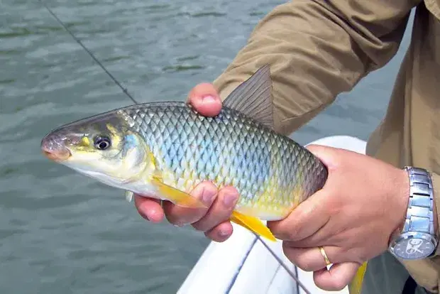 Piapara/Piava(Leporinus obtusidens) - peixe de rio tradicional no Brasil