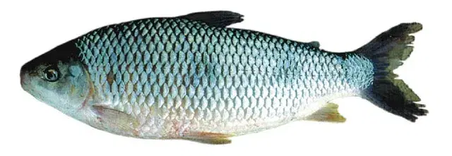 Piau