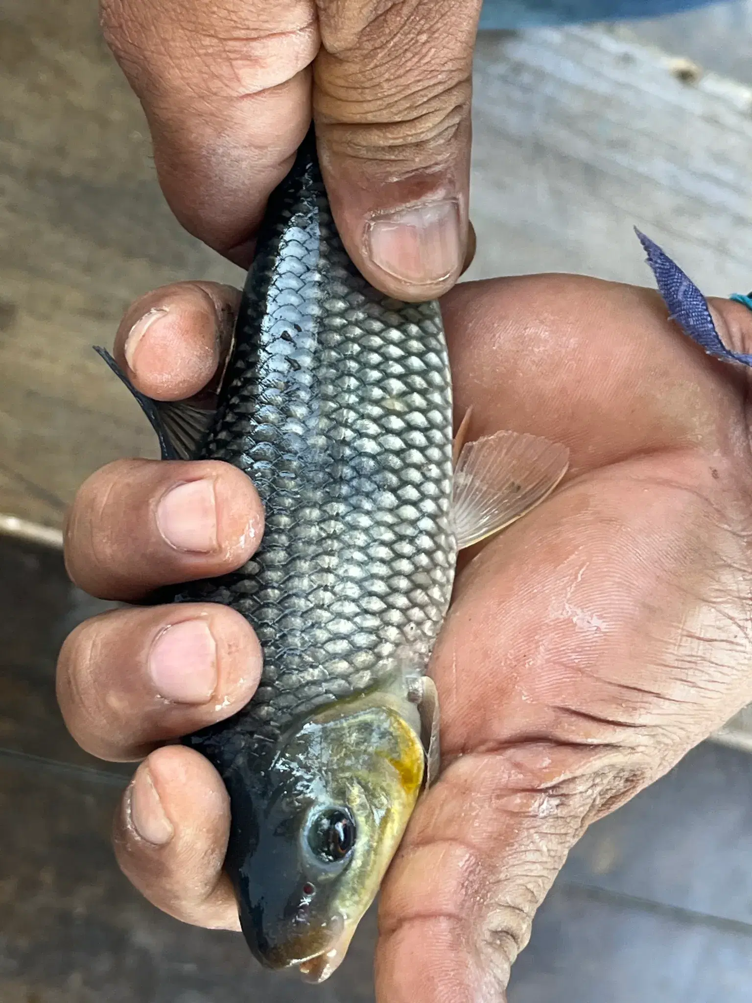 Piauçu (Megaleporinus macrocephalus) em pesqueiro pantaneiro