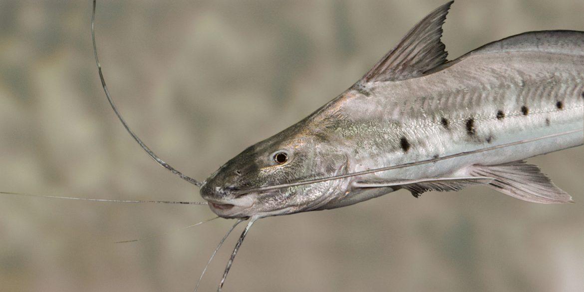 Piracatinga (Calophysus macropterus), o bagre carniceiro amazônico