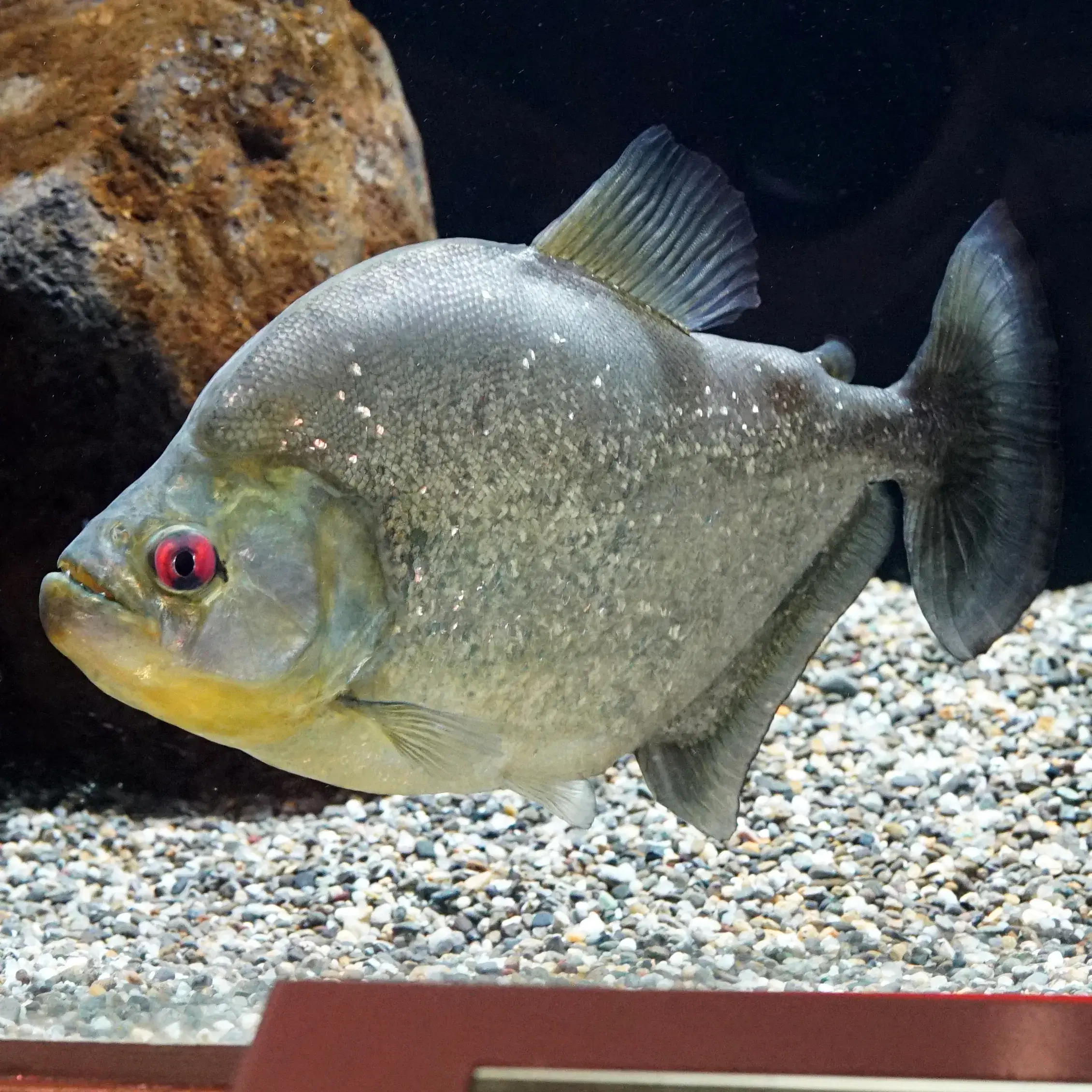Piranha-amarela (Palometa)