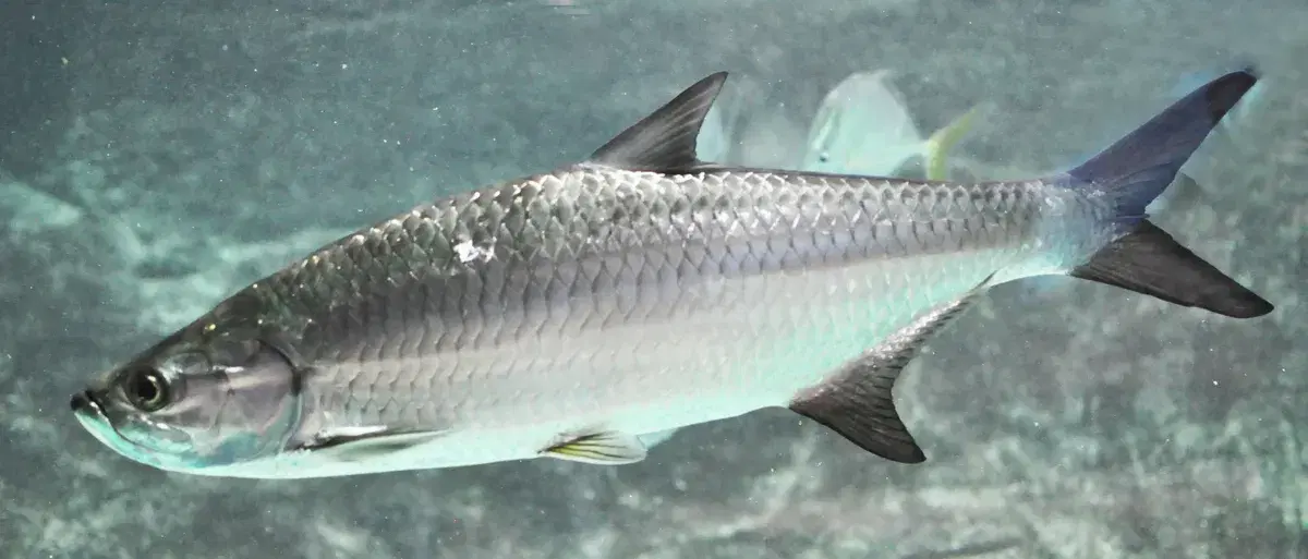 Pirapema (Tarpon atlanticus) saltando durante briga
