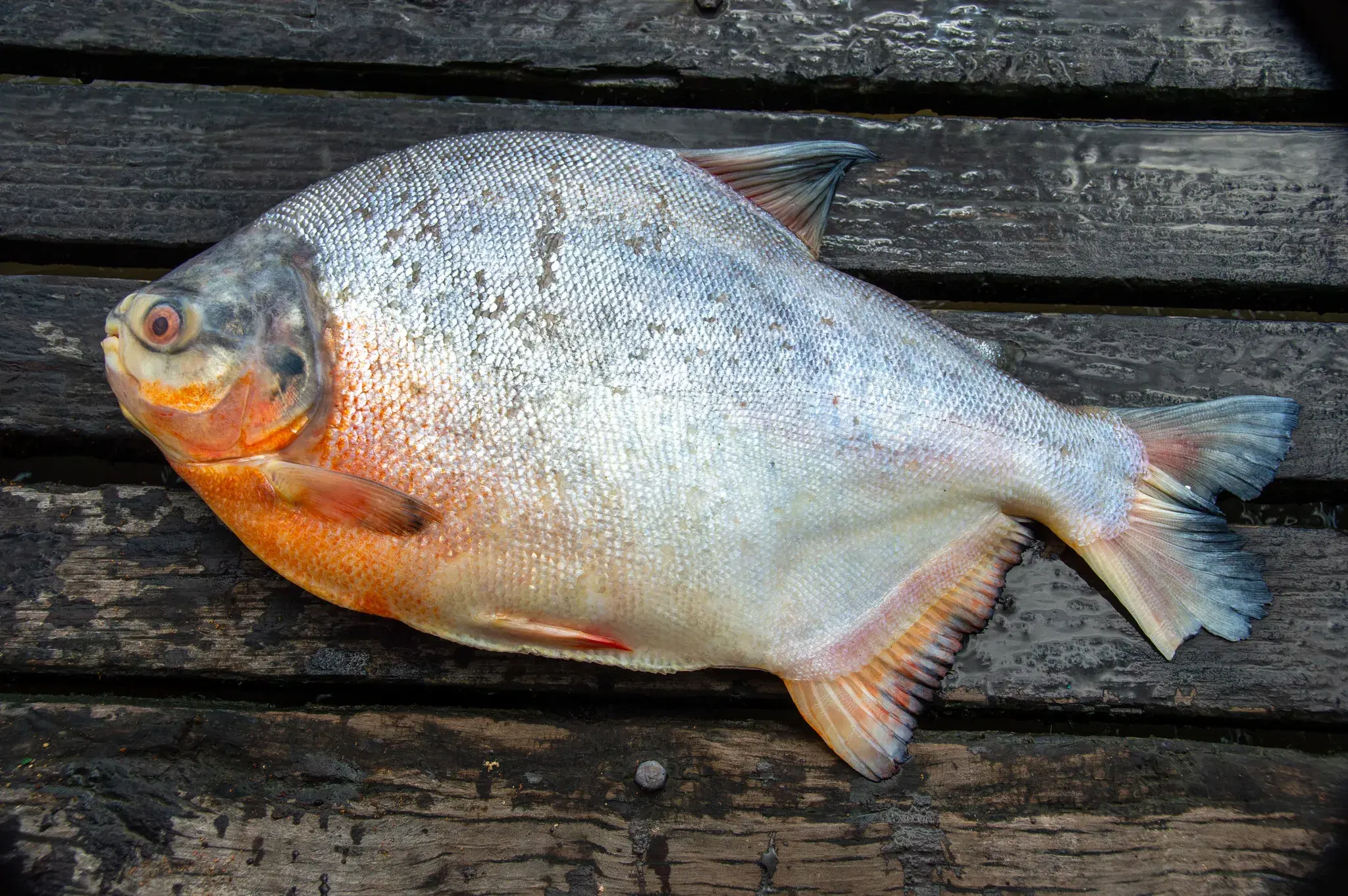 Pirapitinga (Piaractus brachypomus) com sua coloração característica