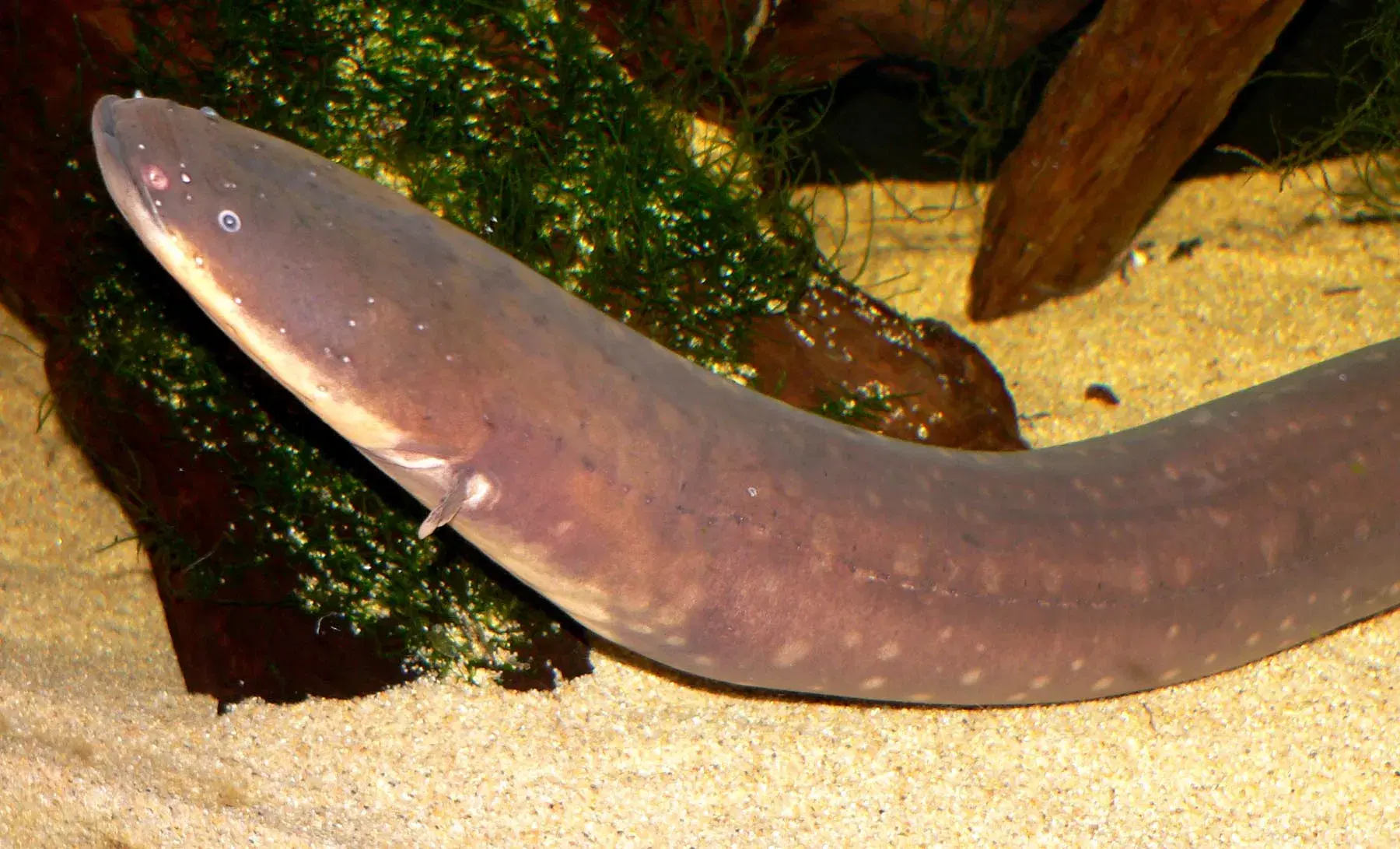 Poraquê (Electrophorus electricus) em tanque