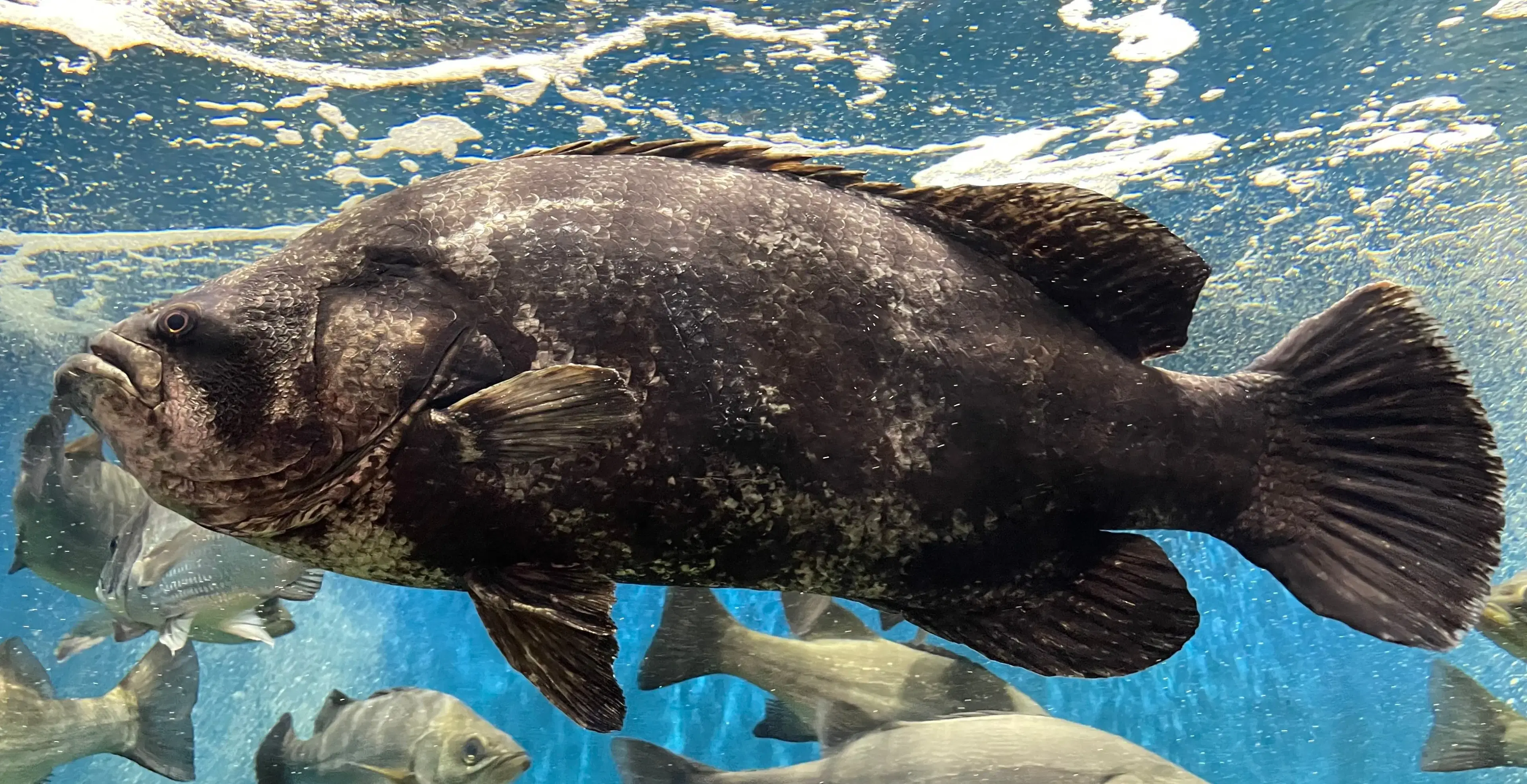 Prejereba (Lobotes surinamensis), peixe esportivo encontrado em manguezais e estruturas flutuantes