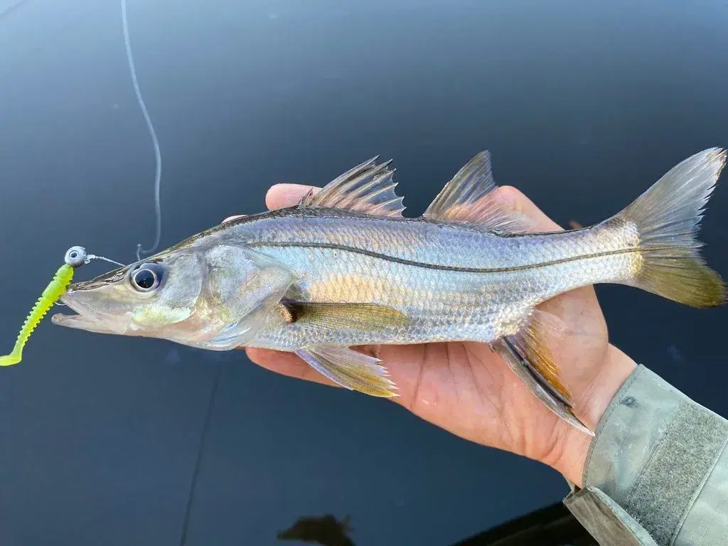 Robalo-galhudo