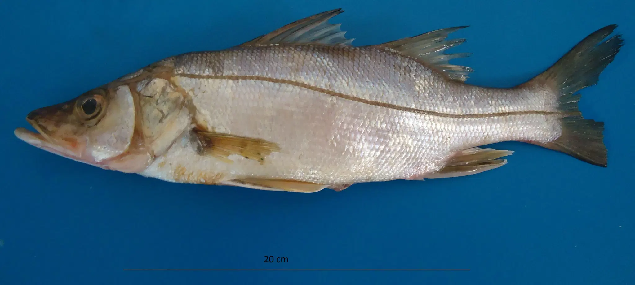 Robalo-peva