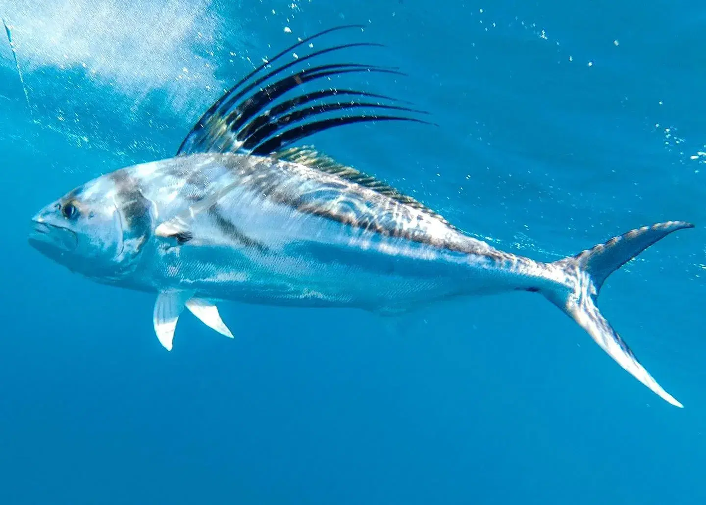 Roosterfish com sua característica crista dorsal