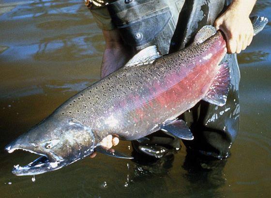 Salmão Chinook