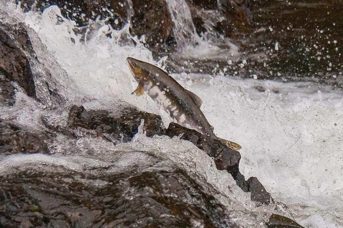 Salmão do Atlântico em águas frias