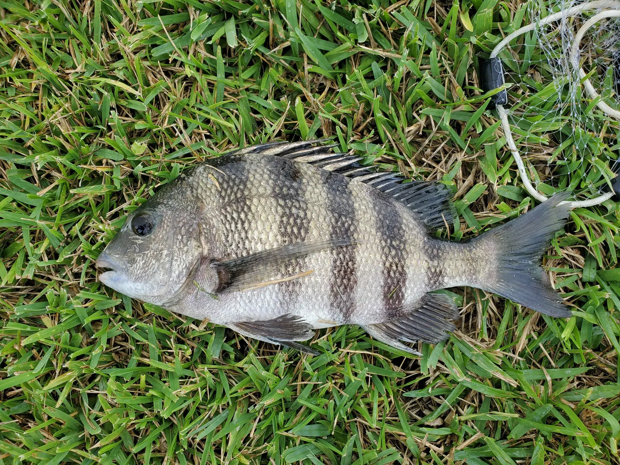 Sargo-de-dente (Archosargus probatocephalus) com barras escuras
