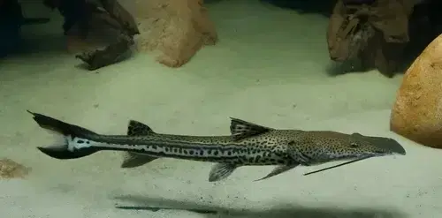 Surubim-chicote ou bargada (Hemisorubim platyrhynchos) com cabeça achatada e cauda afilada