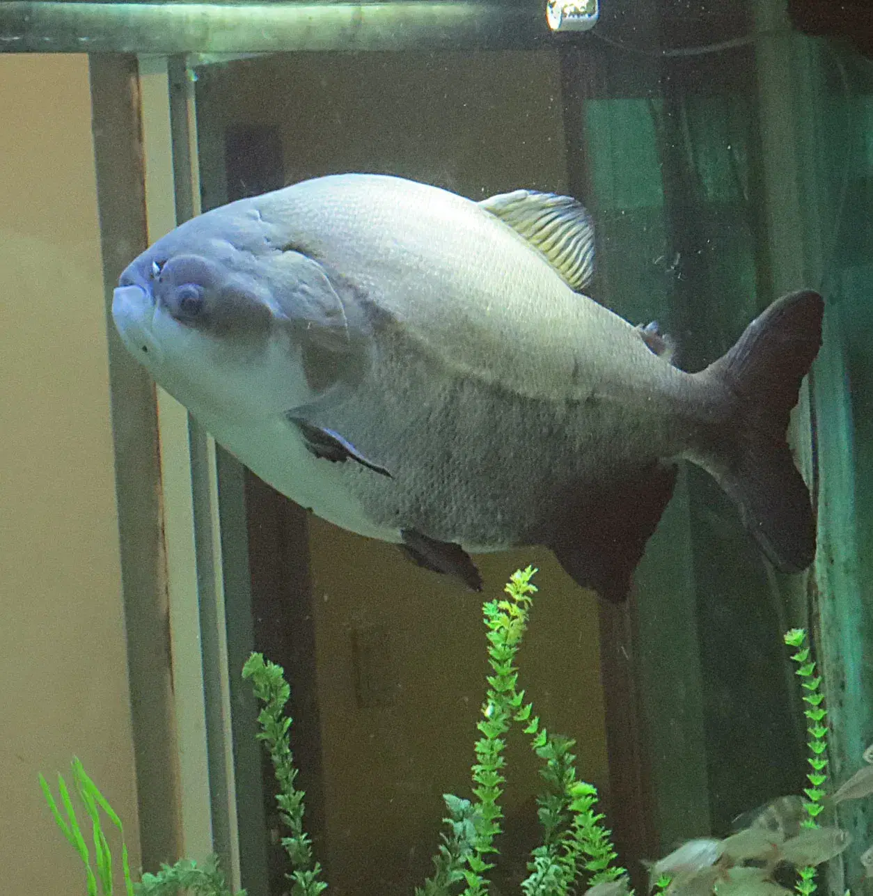 Tambaqui