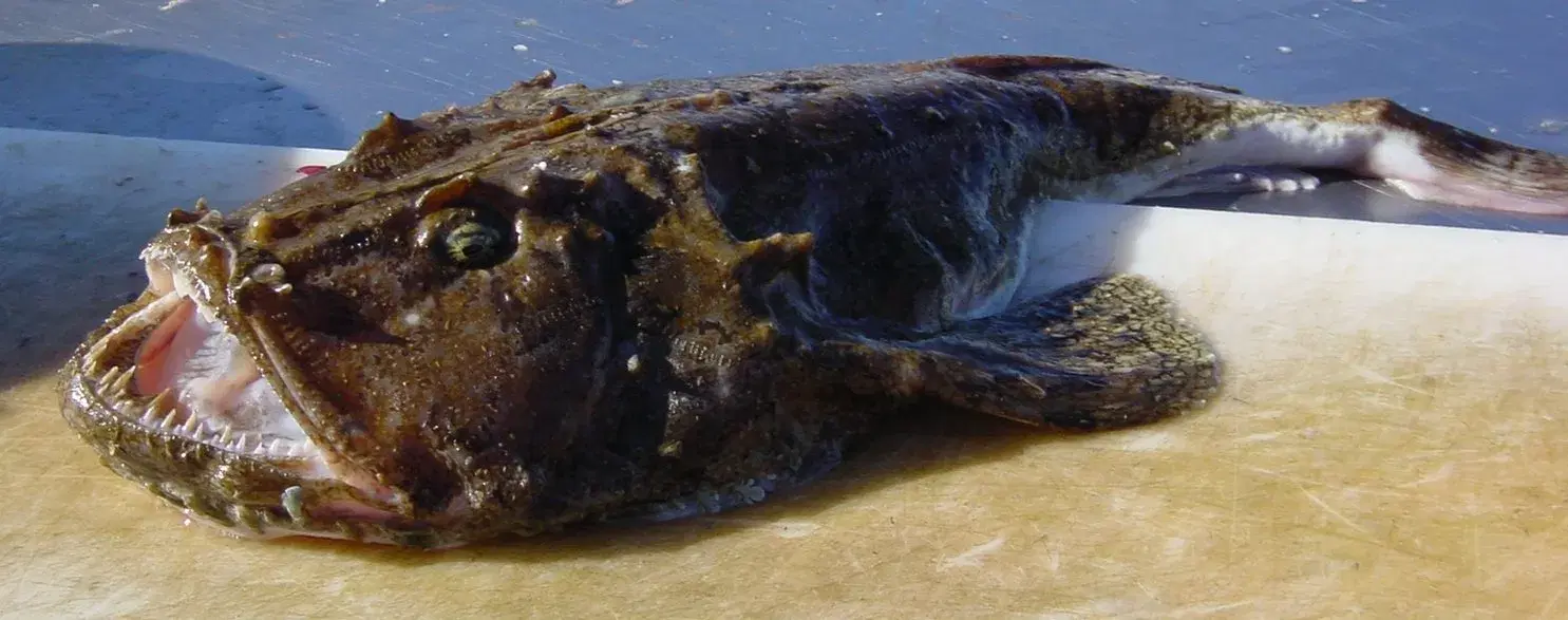 Tamboril (Lophius gastrophysus), o peixe-sapo da costa brasileira