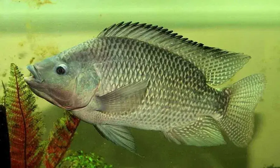 Tilápia-do-Nilo (Oreochromis niloticus) em seu habitat