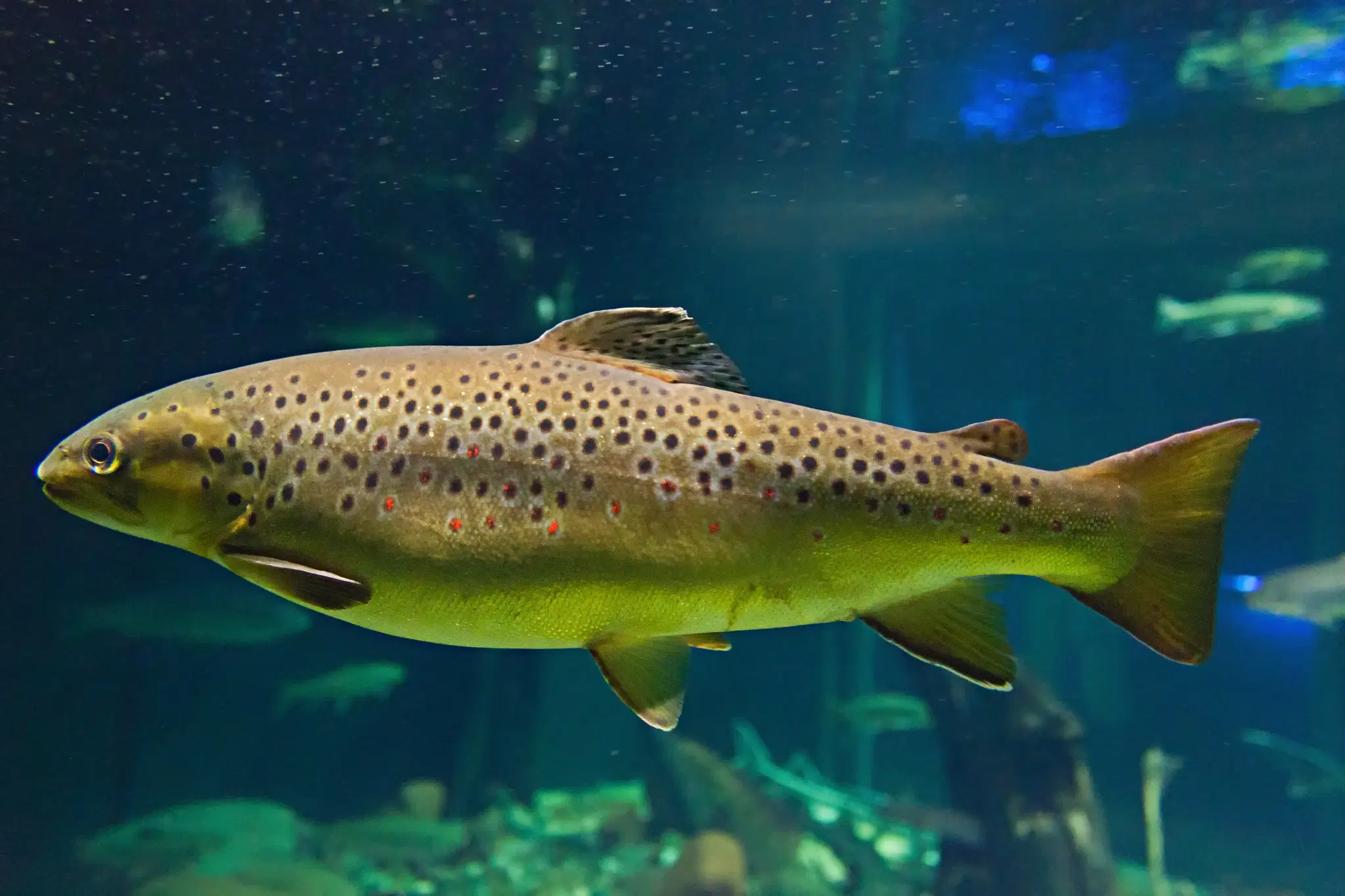 Truta-marrom (Salmo trutta) - pesca esportiva em águas frias brasileiras