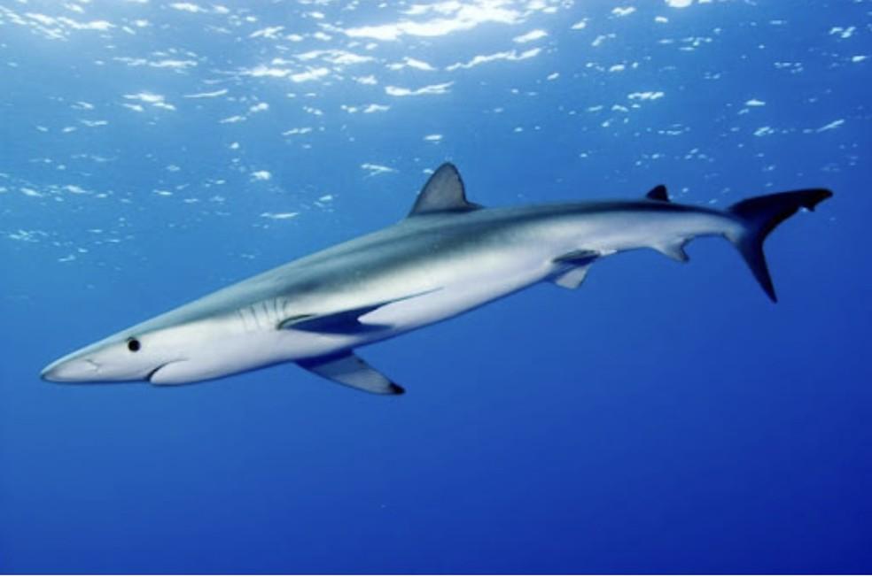 Tubarão-cação