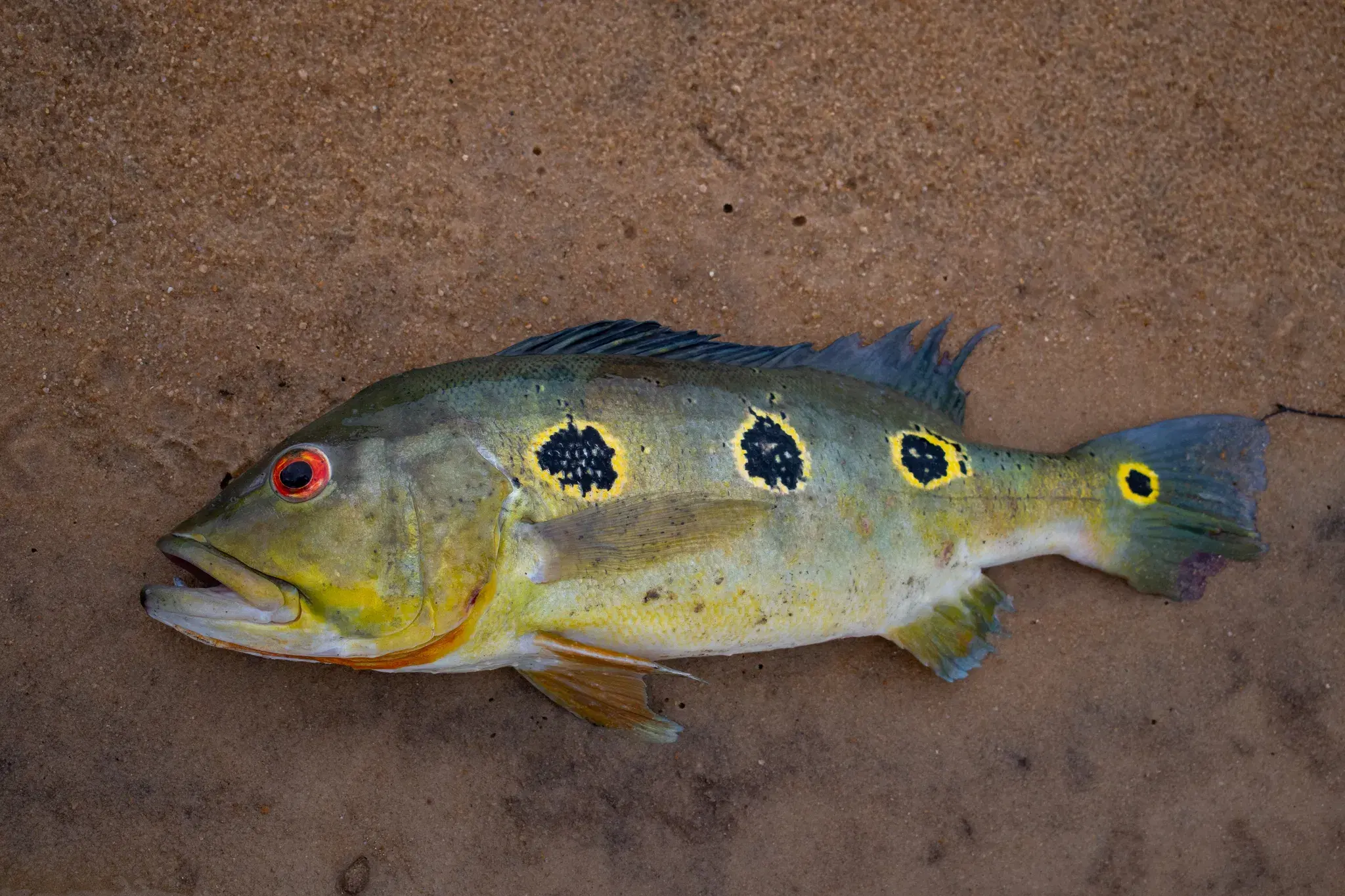 Tucunaré-borboleta (Cichla orinocensis) exibindo os três ocelos característicos
