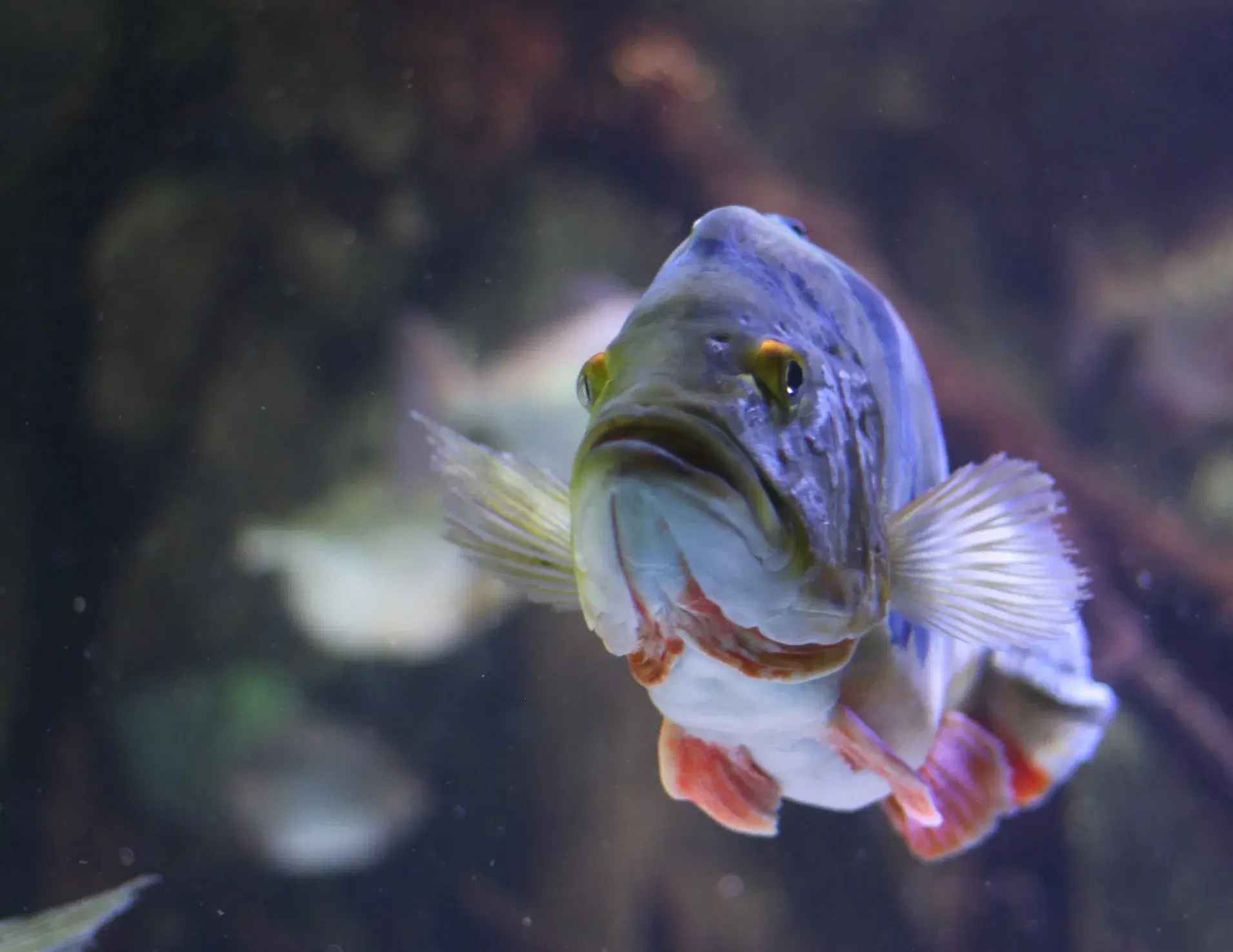 Tucunaré-paca (Cichla monoculus) - predador amazônico agressivo