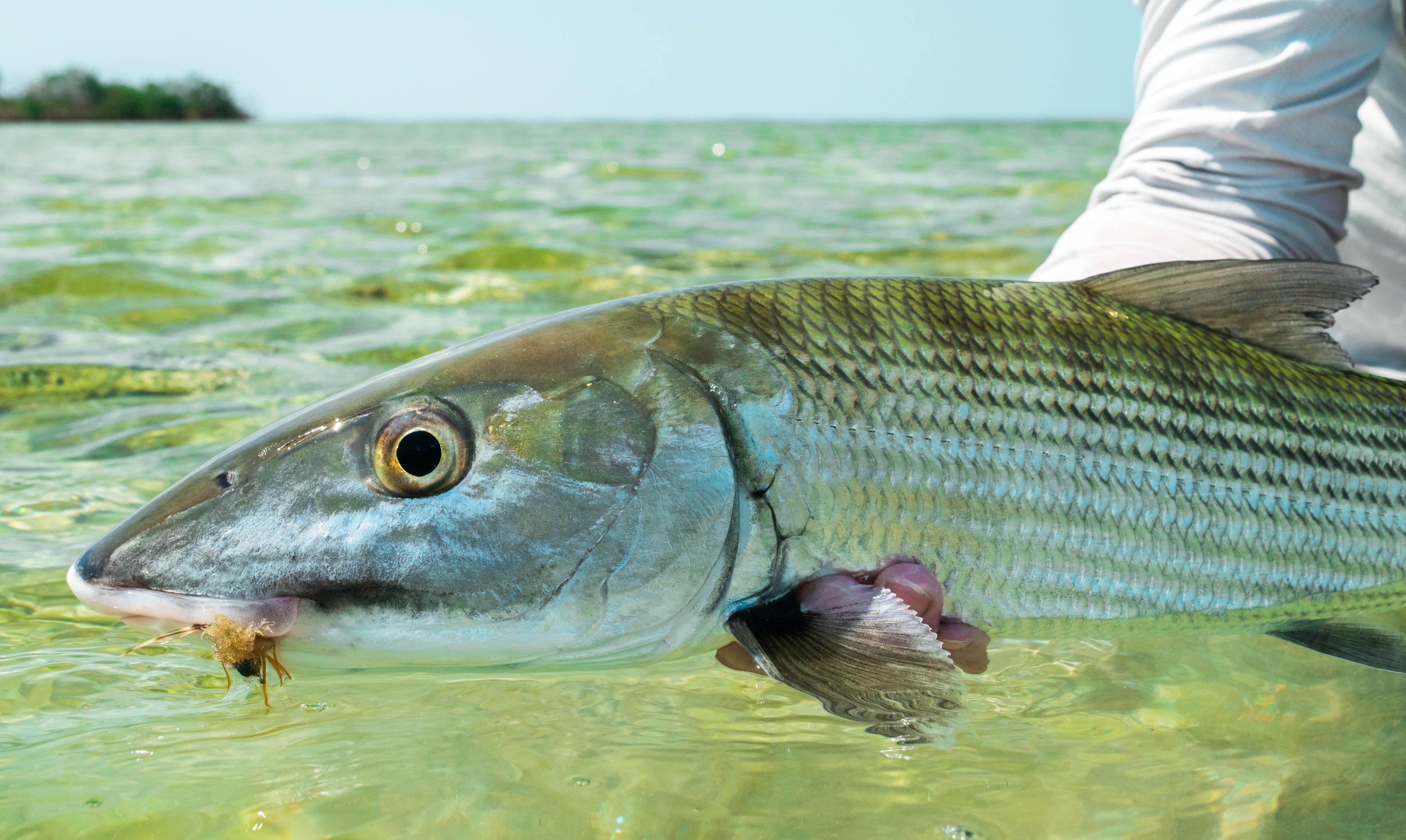 Ubarana-focinho-de-rato