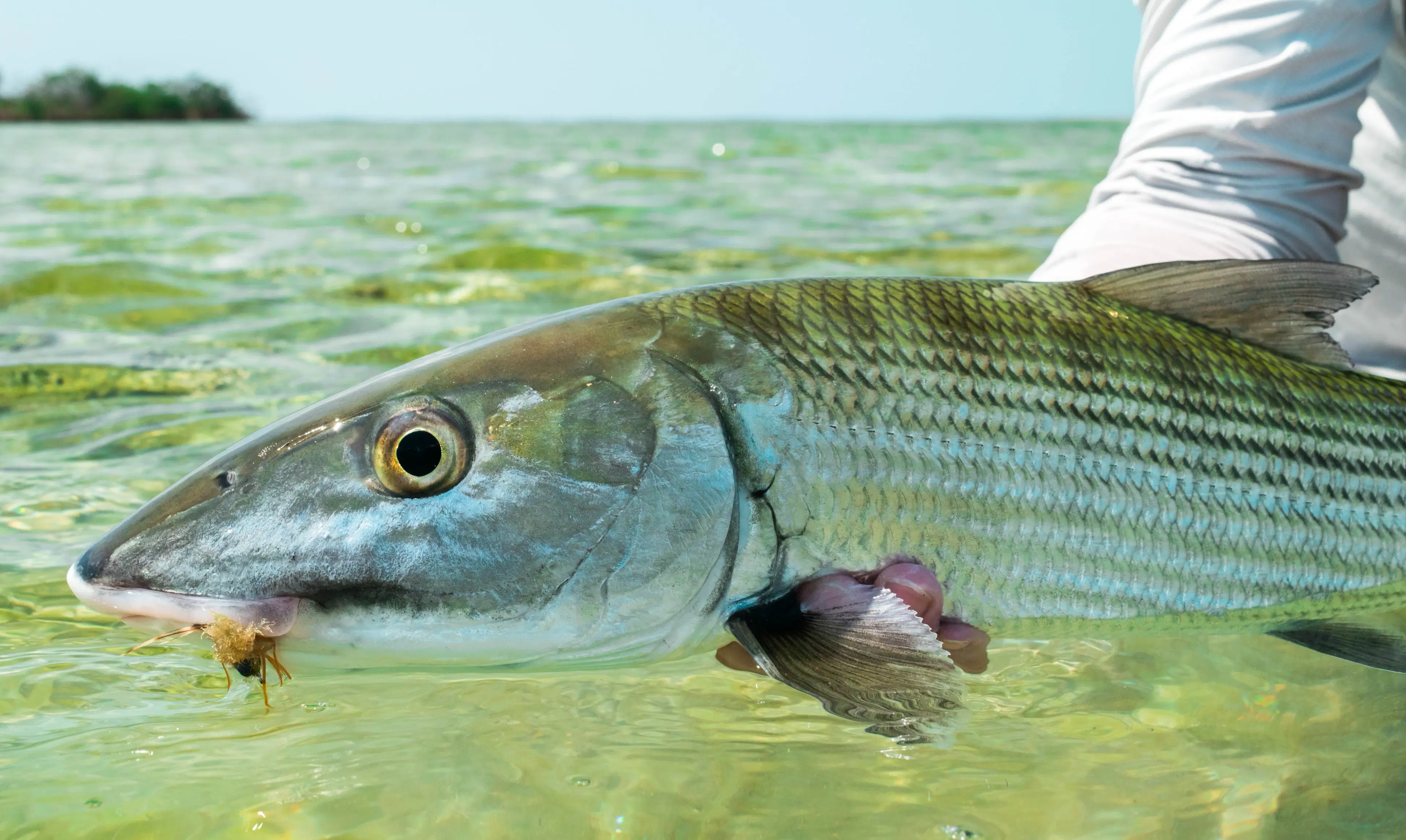 Ubarana-focinho-de-rato (Bonefish) nadando em águas rasas cristalinas