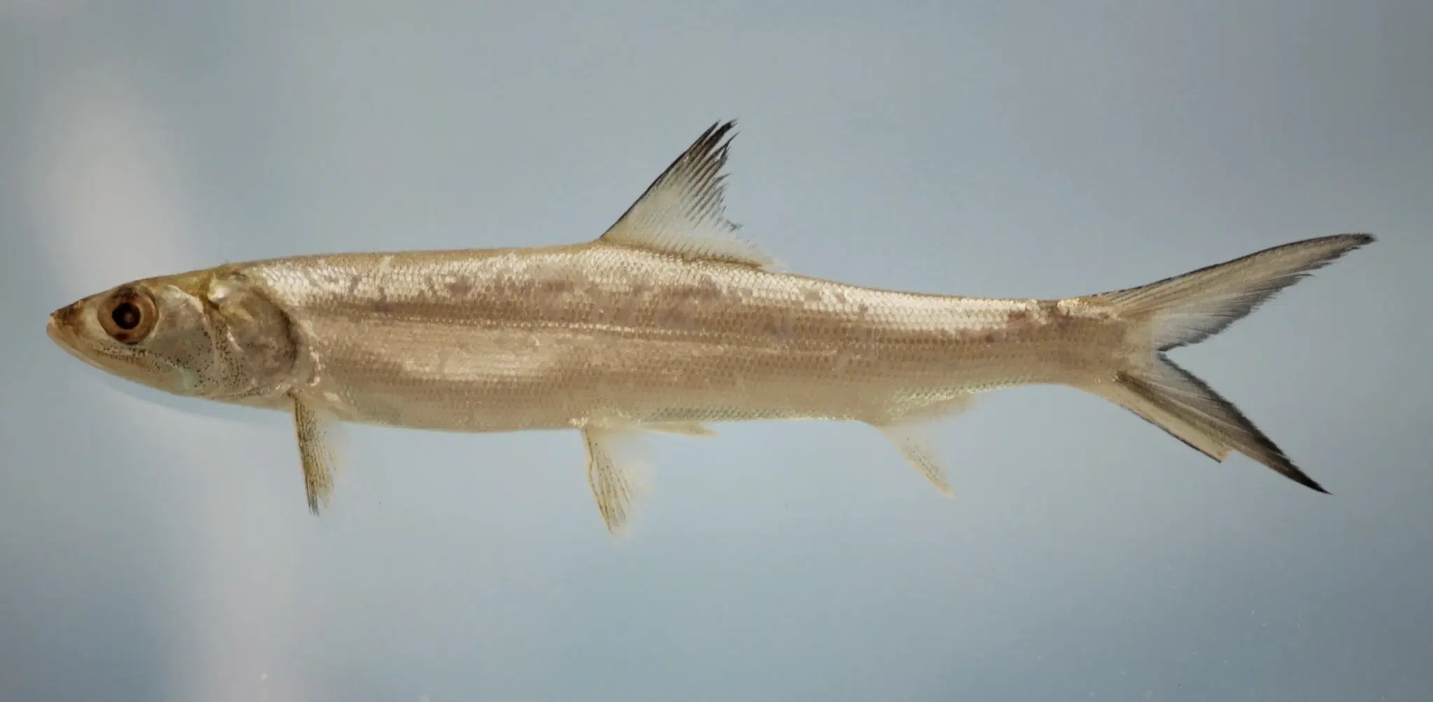 Ubarana (Elops saurus) em águas costeiras