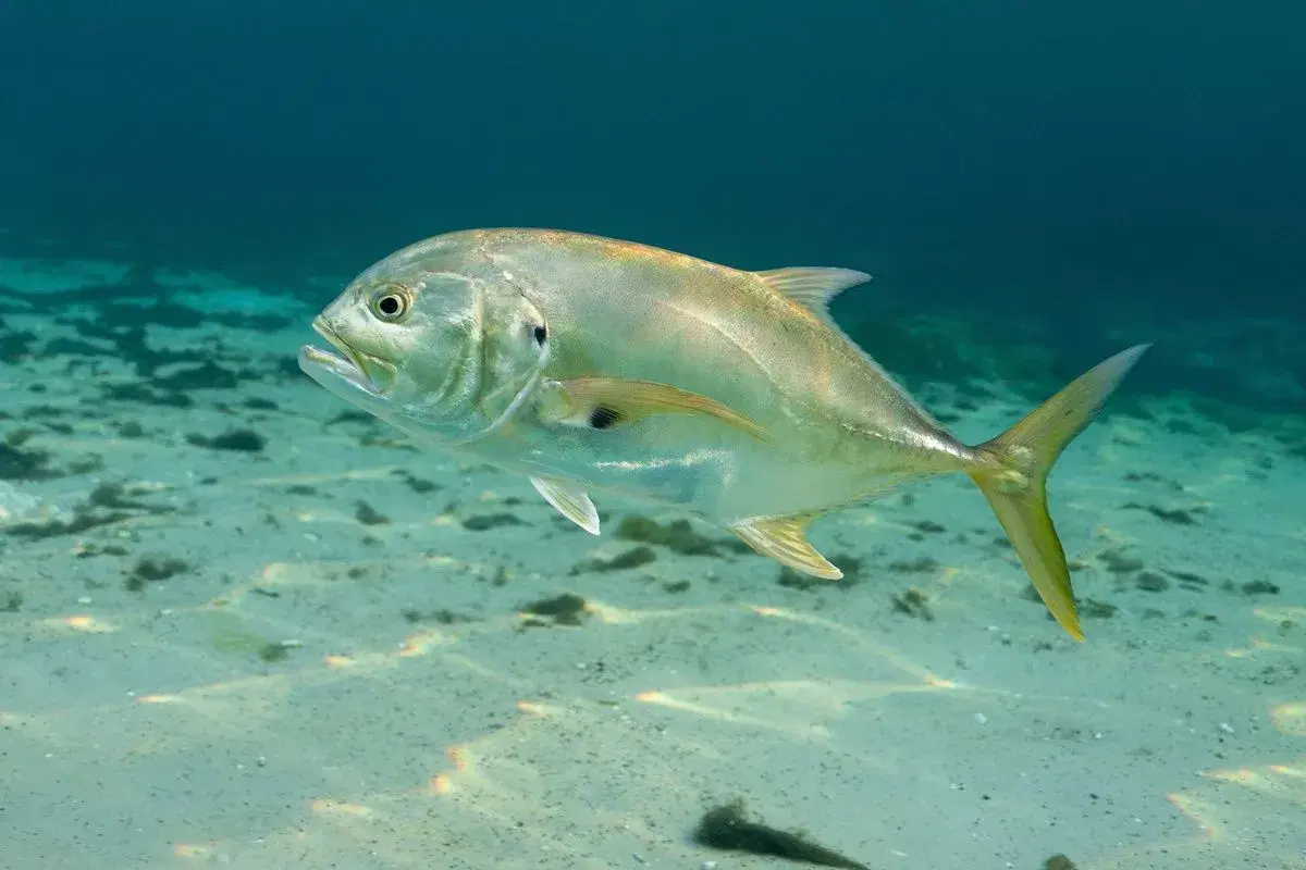Xaréu-amarelo (Jack Crevalle) em ação