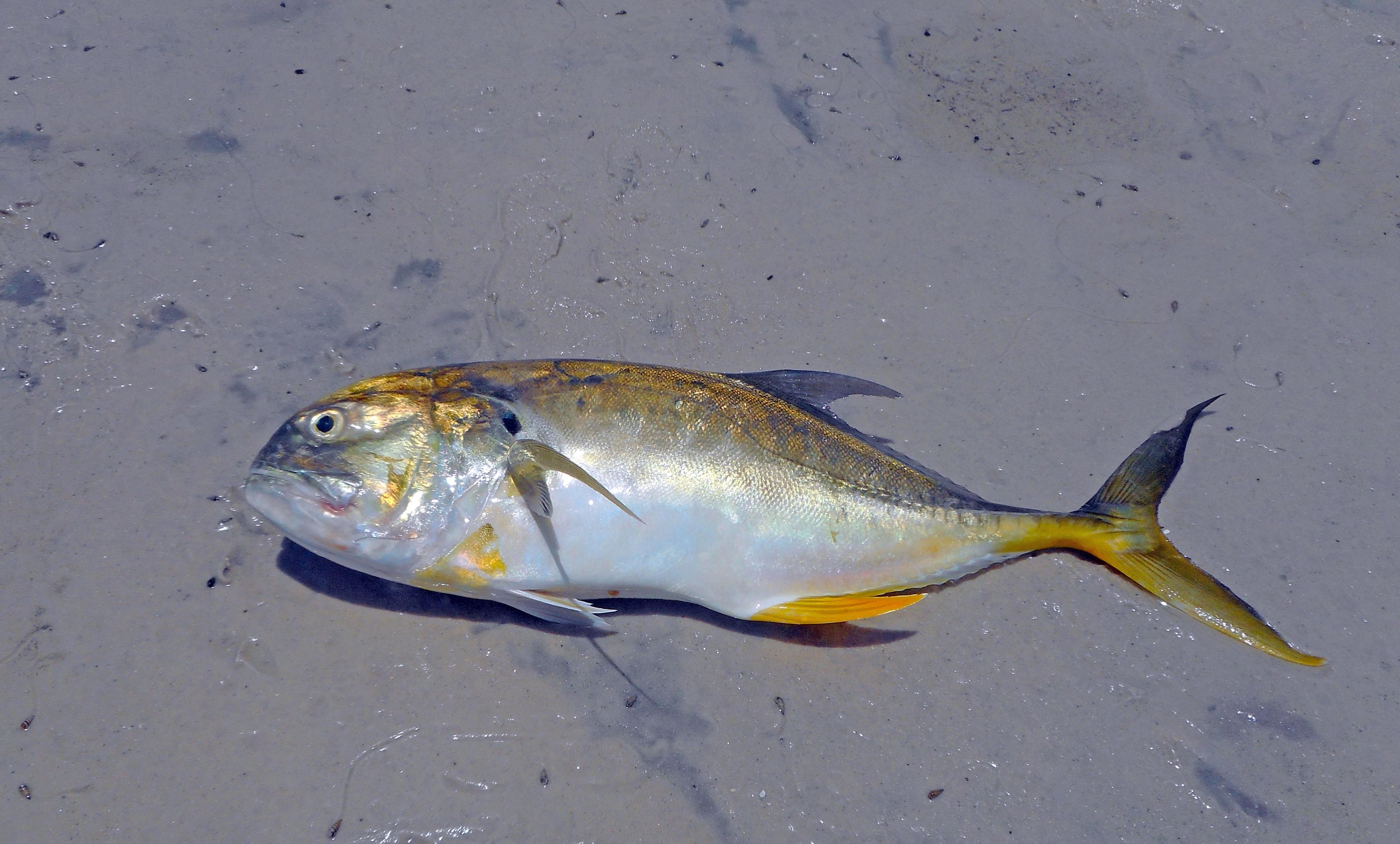 Xaréu (Caranx hippos) nadando em águas costeiras