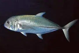 Xerelete (Caranx latus) em águas costeiras