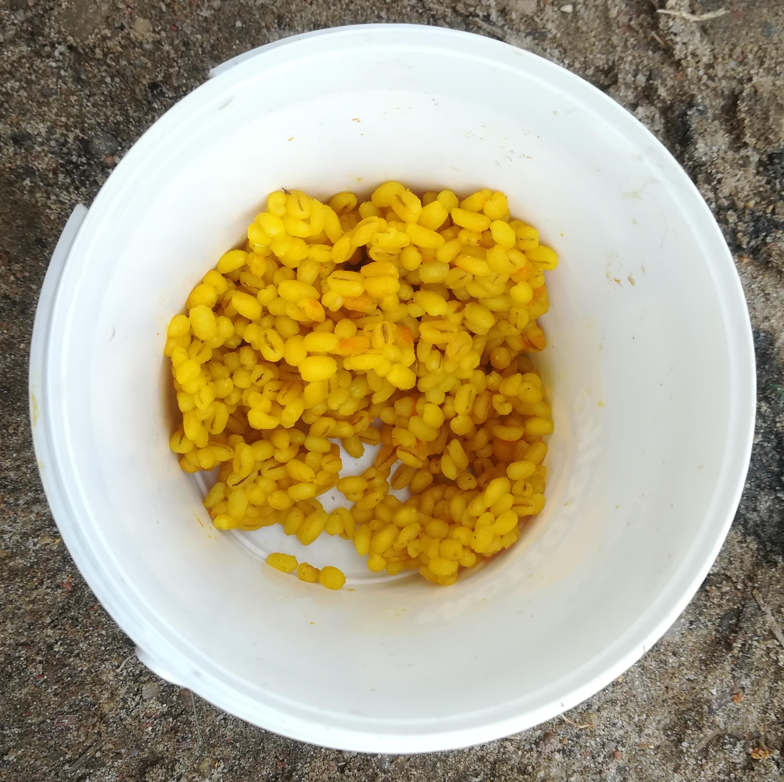 Massa de ceva em um balde plástico ao lado da margem