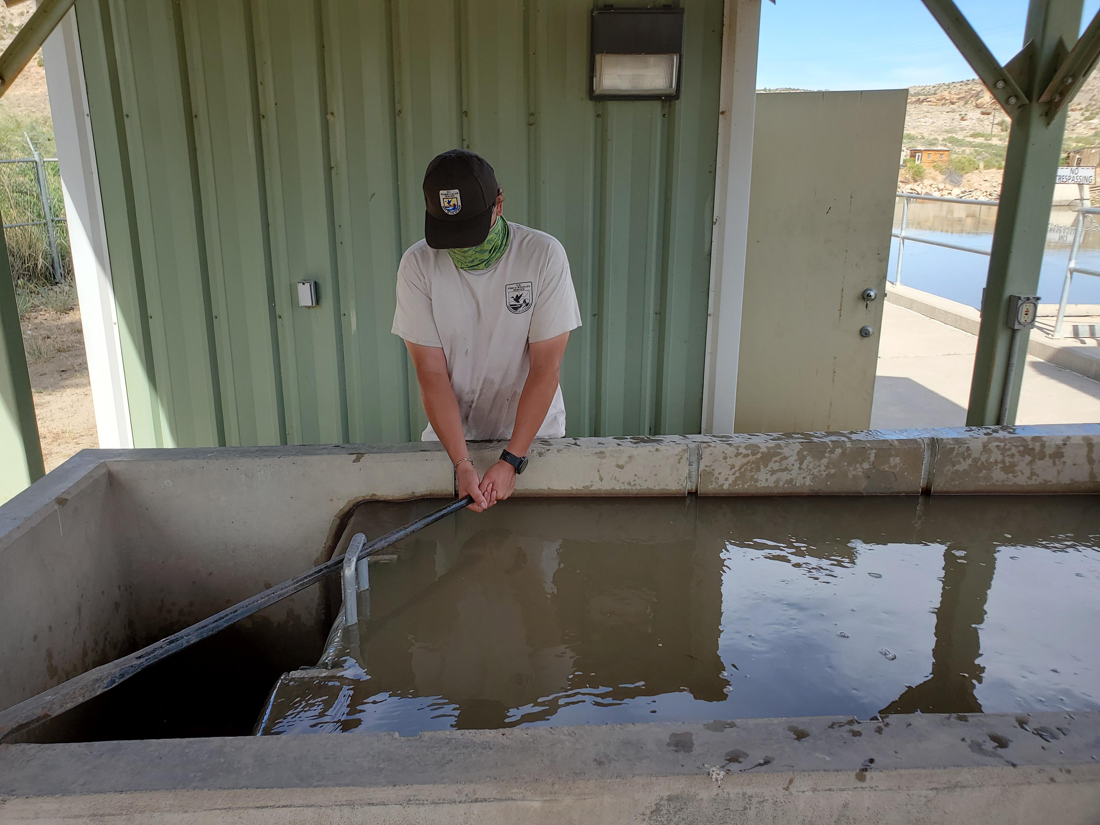 Técnico soltando peixes em tanque de transposição no rio