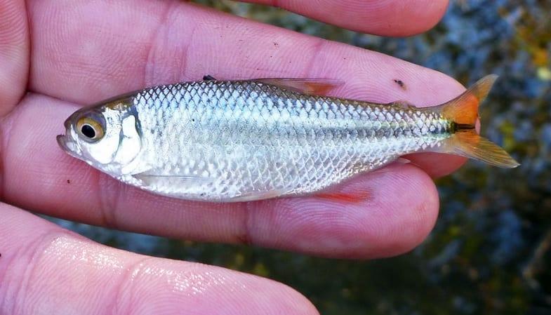 Lambaris vivos usados como isca natural