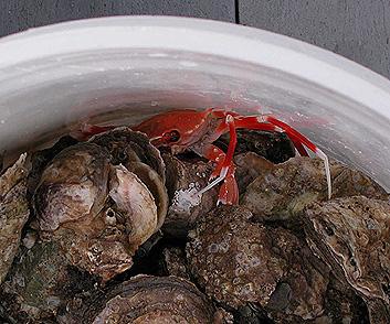 Balde aerado com crustáceos vivos usados como isca natural