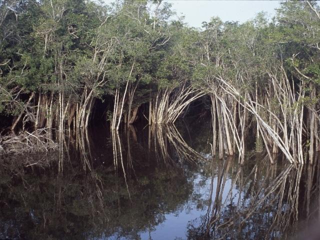Árvores alagadas formando igapó amazônico