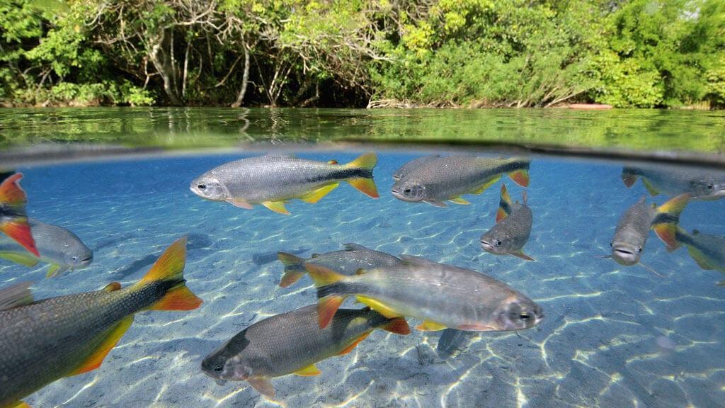 Peixe visível em água clara