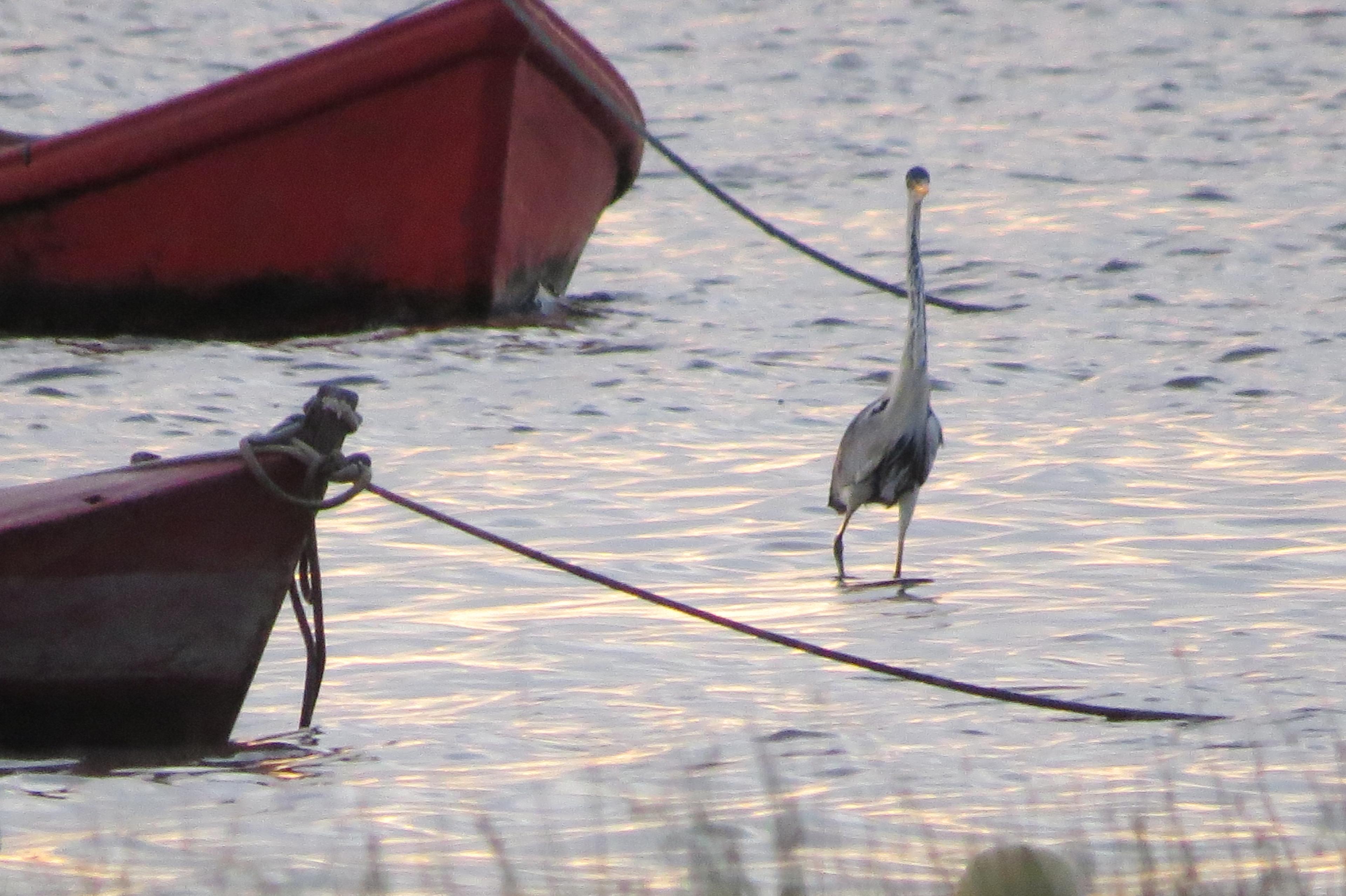 Laguna de Rocha: guia completo de pesca