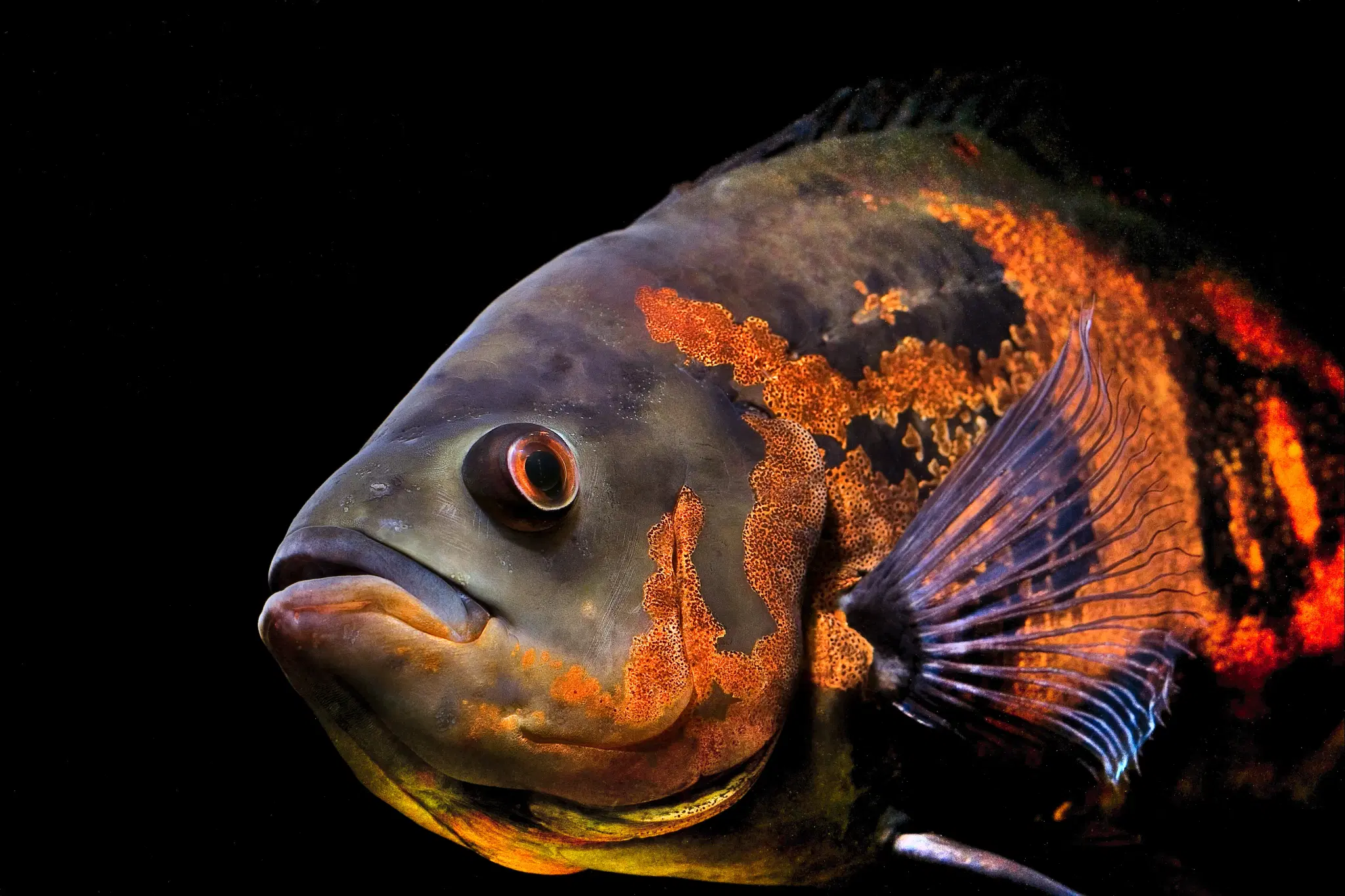 Apaiari (Astronotus ocellatus) exibindo manchas alaranjadas