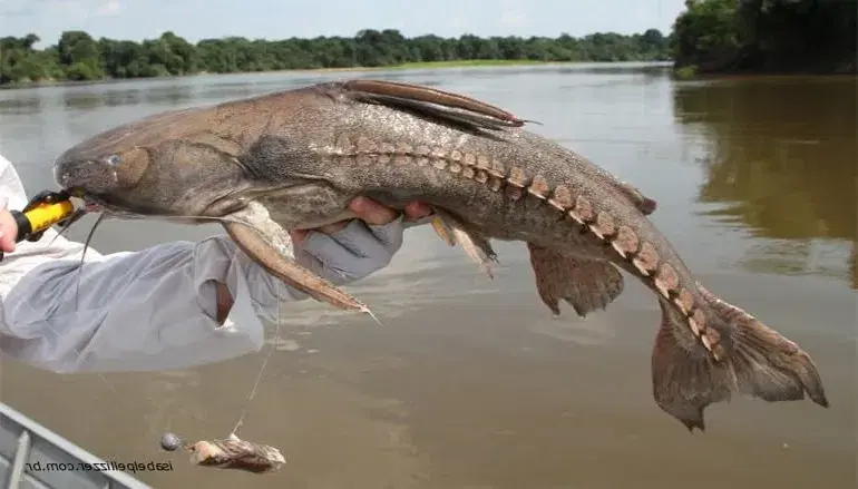 Armau (Pterodoras granulosus), bagre encouraçado também conhecido como abotoado
