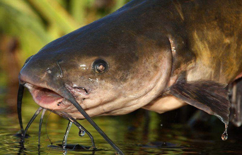 Guia completo de pesca de Bagre Africano: iscas, técnicas e locais