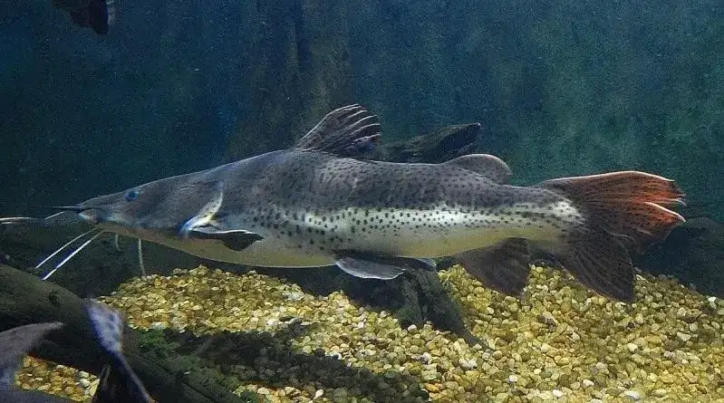 Cachapira