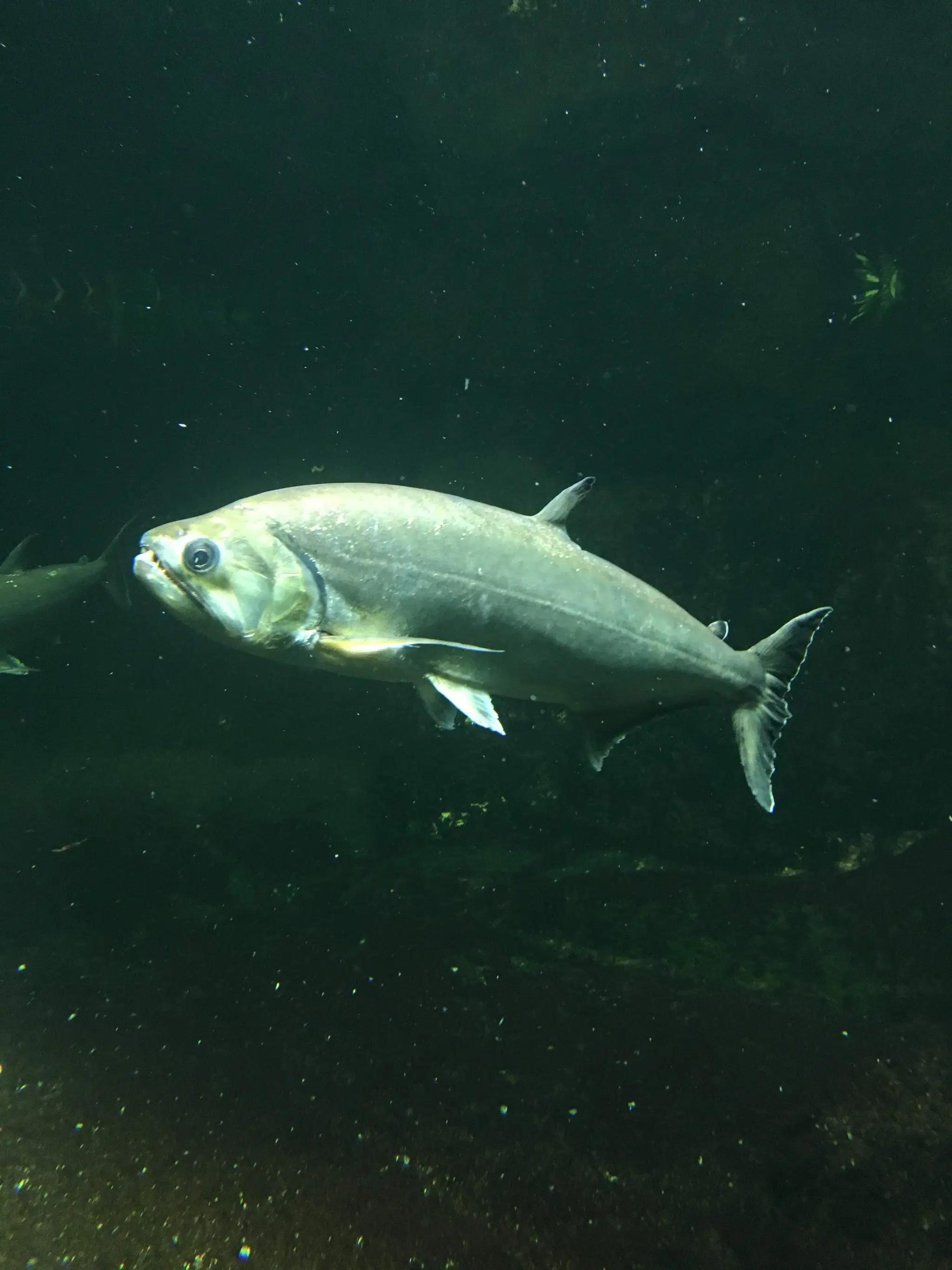 Cachorra (Hydrolycus armatus) mostrando seus dentes caninos impressionantes