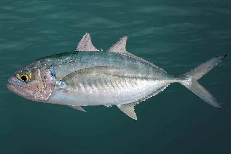 Carapau (Trachurus lathami) coletado no Golfo do México