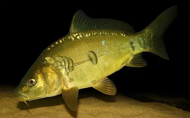 Carpa Húngara